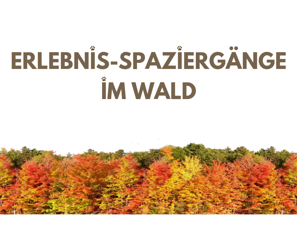 ERLEBNIS-SPAZIERGÄNGE IM WALD