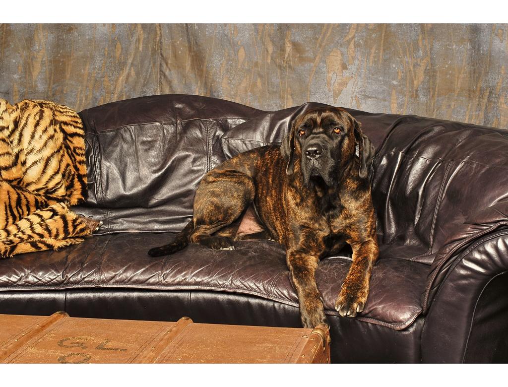 DÜRFEN HUNDE NÜSSE ESSEN?