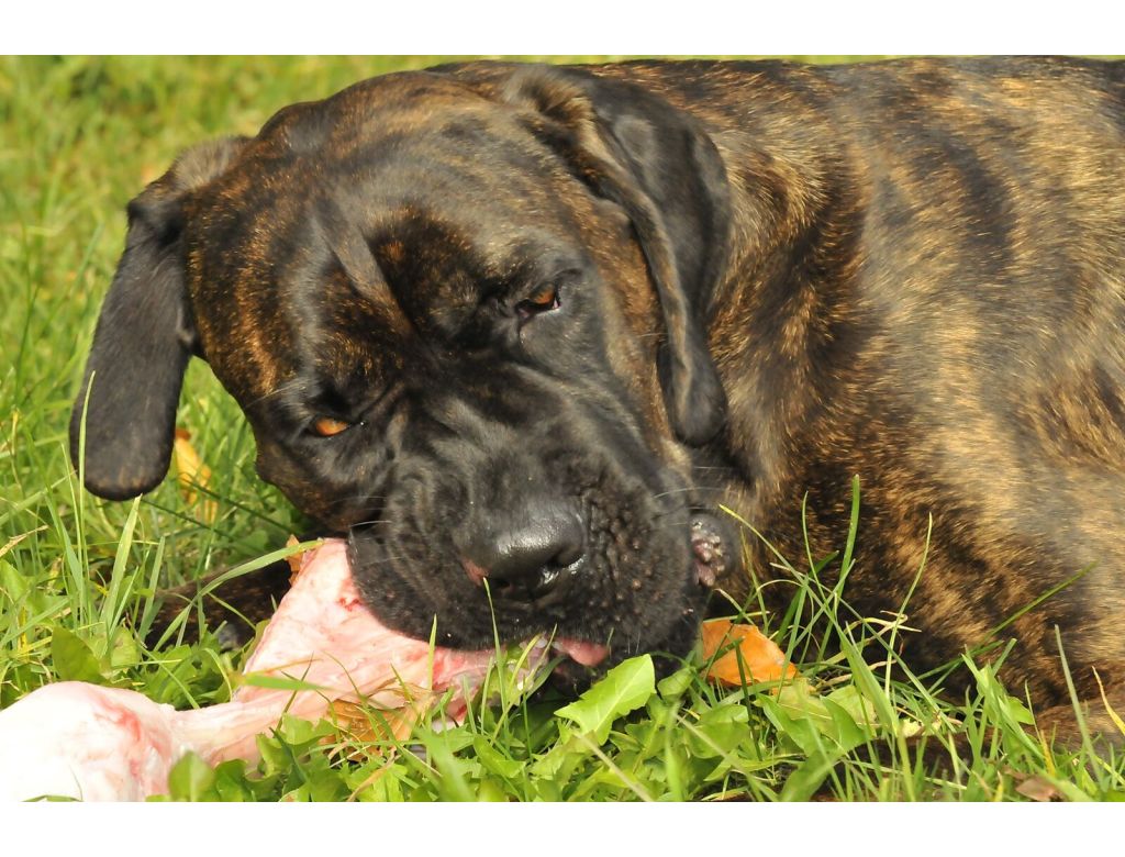 SO GEHT FLEISCH AUFTAUEN FÜR IHREN VIERBEINER