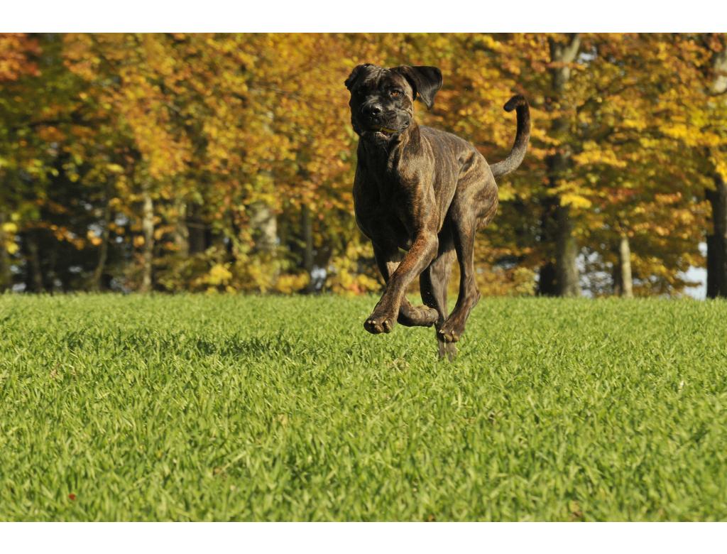 SIND GEMÜSE UND FRÜCHTE BEIM BARFEN WICHTIG?
