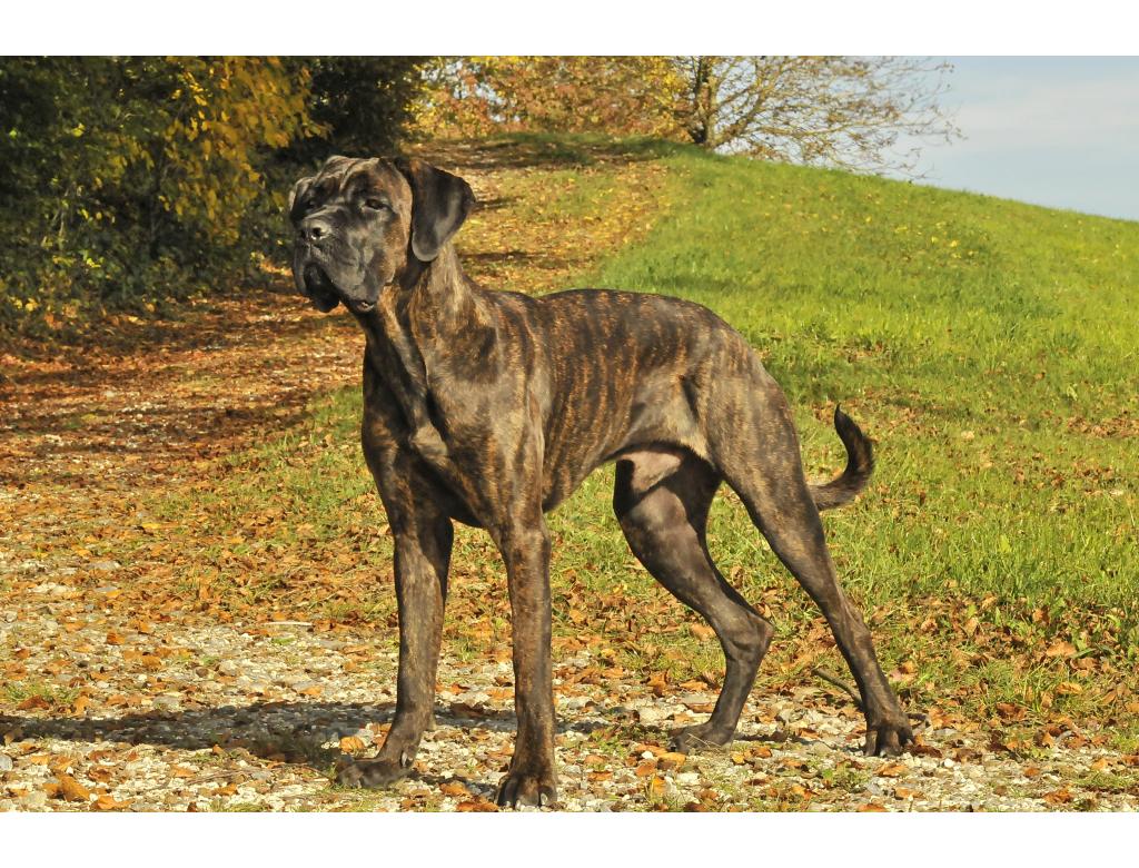 PANSEN UND CO - WIESO DIESE FÜR IHREN HUND BESONDERS WERTVOLL SIND.